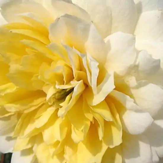 Trandafiri online - Galben - trandafir pentru straturi Floribunda - trandafir cu parfum intens - Rosa Nadine Xella-Ricci - Dominique Massad - ,-